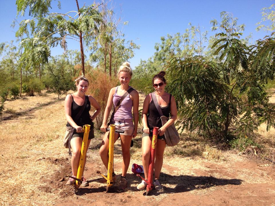 Kununurra Farming Sandalwood Trees
