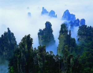 Trees in China- Jetsetter Jobs
